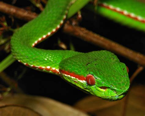 Green Tree Pit Viper (Trimeresurus gumprechti or popeiorum… | Flickr