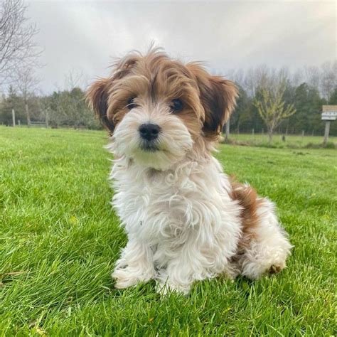 Cute Mini Havanese Puppy For Sale | FluffyHavanese