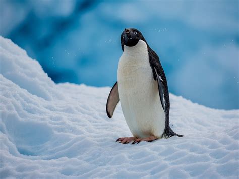 Antarctica King Penguins Animal HD Wallpaper Preview | 10wallpaper.com