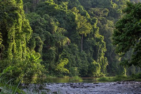 Rainforest And River Outside Village, Palawan, Philippines Photograph ...