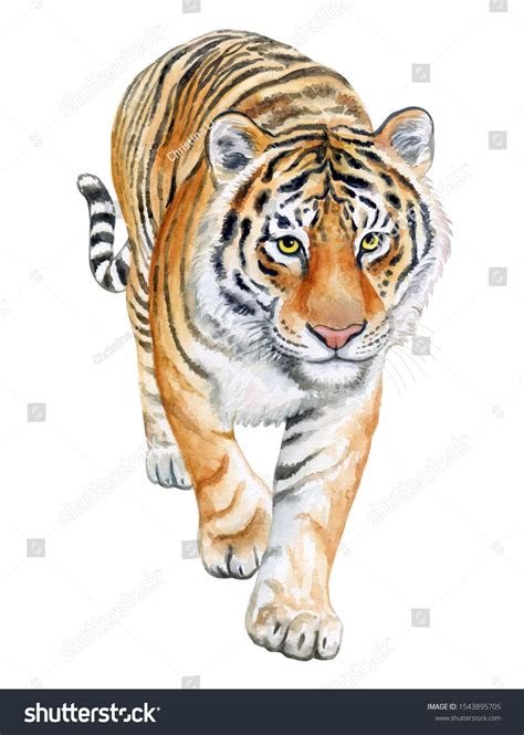 Tiger walking in Front isolated on white background. Watercolor. Illustration. Template. Hand ...