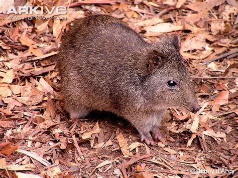 Potoroo wallpapers, Animal, HQ Potoroo pictures | 4K Wallpapers 2019