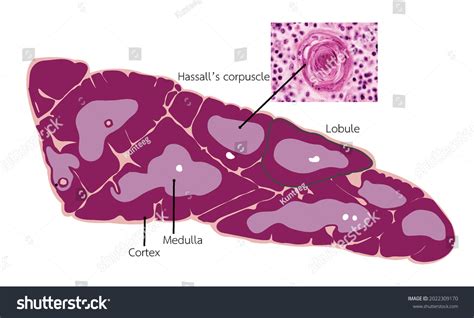 Thymus Histology