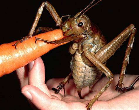 a close up of a person holding a carrot and a bug