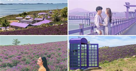 South Korea's "Magical" IG-Worthy Purple Island Has A Dark History