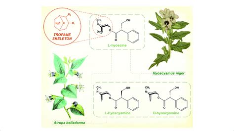 The muscarinic anticholinergic tropane alkaloids. Atropine is the ...