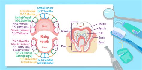 Riverside Children's Dentistry | Primary Teeth