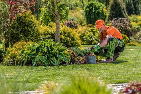 Do You Really Need to Hire a Gardener? | GOLR