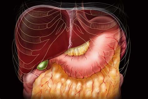 Laparoscopic Cholecystectomy Anatomy