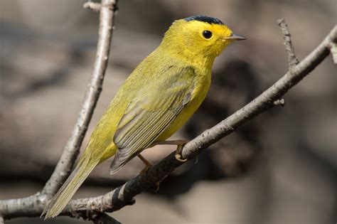 Wilson’s Warbler (male-spring) – Jeremy Meyer Photography