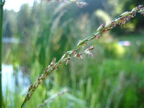 Reed sweetgrass identification and control: Glyceria maxima - King County