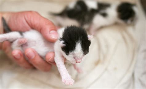 Moving Newborn Kittens: How Should I Move Newborn Kittens ( Steps )