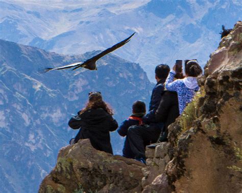 Viewing the Andean Condors in Colca Canyon with Kids - Wandering Wagars