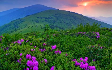 Wallpaper : sunset, mountains, plants, flowers 2560x1600 - - 1034319 - HD Wallpapers - WallHere