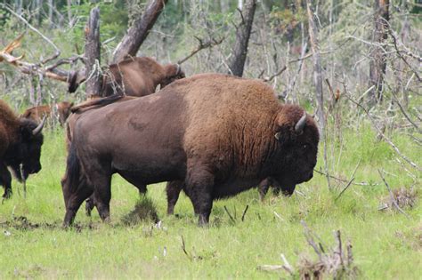 Hybrid European Bison (Wisent) - Badly Scattered Buffalo Co.