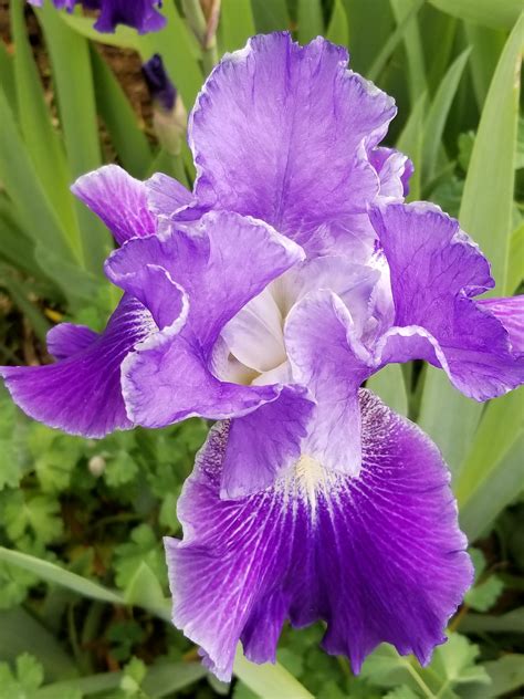 Beautiful Bearded Iris | Types of flowers, Garden, Bearded iris