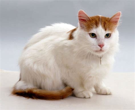 Turco Van carattere e caratteristiche del gatto turco van | Gatto di Van