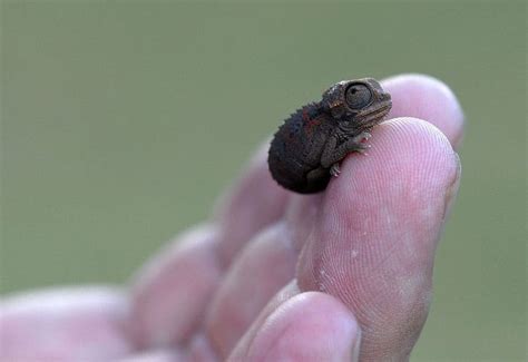 15 Reasons Why Reptiles Make Great Pets