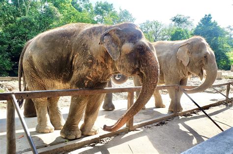 In Defense of Animals’ 10 Worst Zoos For Elephants In 2022 Revealed - World Animal News