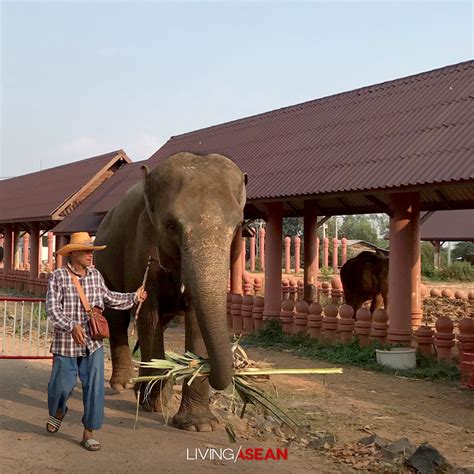 The Elephant World of Surin / Living ASEAN