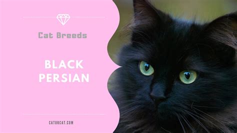 Black Persian Cat Breed - Facts, Origin, History and Personality Traits