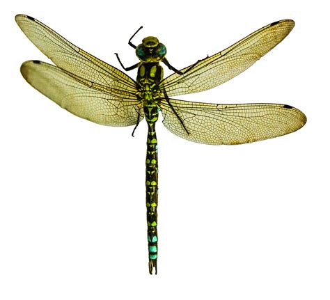 Dragonfly PNG Image - PurePNG | Free transparent CC0 PNG Image Library