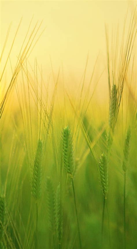 Barley Field Wheat Harvest. Landscape, Landscape , Green landscape HD phone wallpaper | Pxfuel