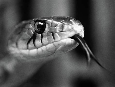 1960s Close-up Head Of Snake Sticking Photograph by Vintage Images - Pixels