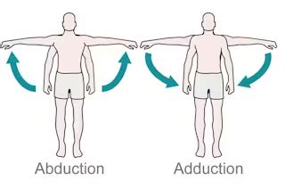 Shoulder Abduction and Adduction - Muscles, Exercise, R.O.M