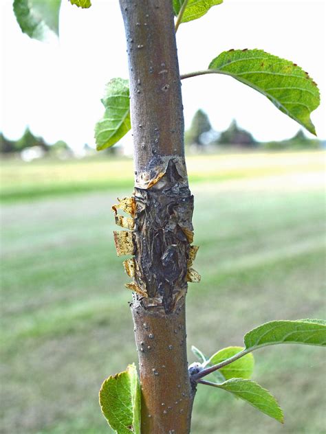 Apple Tree Bark Diseases Pictures - Garrett La