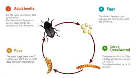 Life Cycle of Mealworm. | Download Scientific Diagram