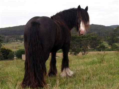 Twin Gypsy Cob Foals « Surrey Springs Gypsy Cobs Australia