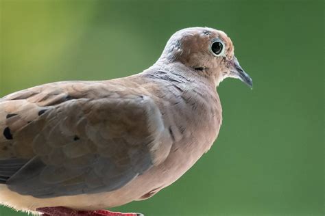 Birds In New Hampshire: 25 Species To Look Out For