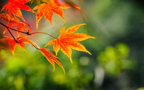 wallpaper daun gugur,leaf,maple leaf,green,tree,autumn (#648730 ...