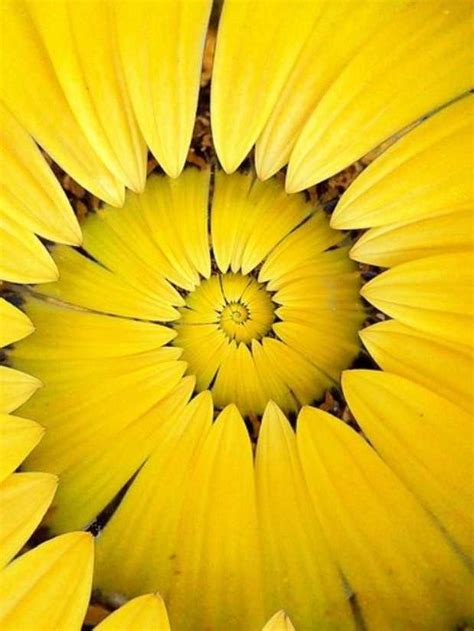 The Nicest Pictures: yellow