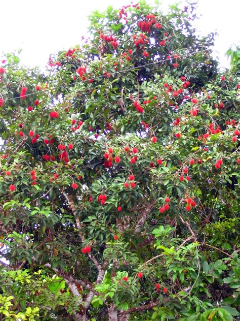 Rambutan tree. | Tracy Toh | Flickr