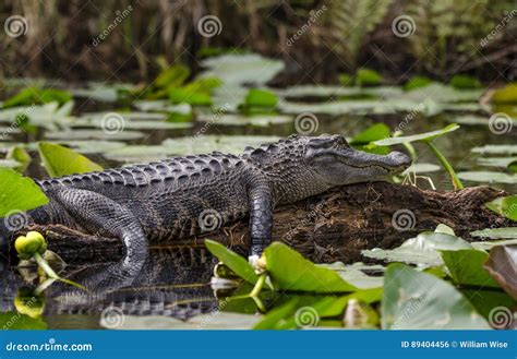 American Alligator Basking on Log, Okefenokee Swamp National Wildlife Refuge Stock Photo - Image ...