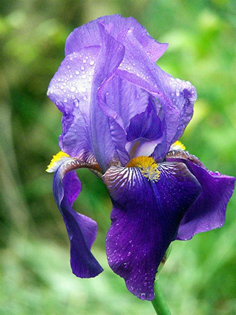 Irises: How to Plant, Grow, and Care for Iris Flowers | The Old Farmer's Almanac