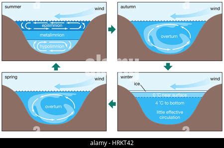 Annual circulation patterns in a dimictic lake: stratification in the ...