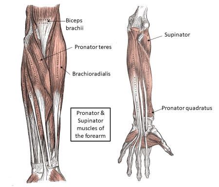 Supinator And Pronator Muscles