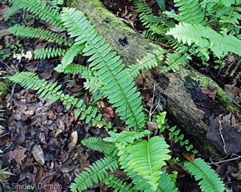 12 best Native Florida Ferns images on Pinterest | Ferns, Florida and Native plants