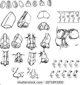 Nose Anatomy Drawing