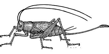 The Cricket in Times Square by George Selden | Summary & Analysis ...