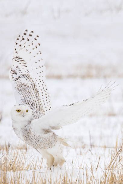 Snowy Owl Flying Stock Photos, Pictures & Royalty-Free Images - iStock