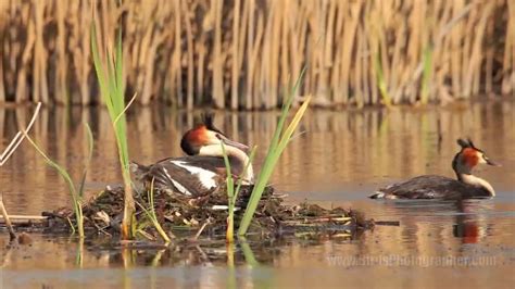 Great Crested Grebe Nesting (720p) - YouTube