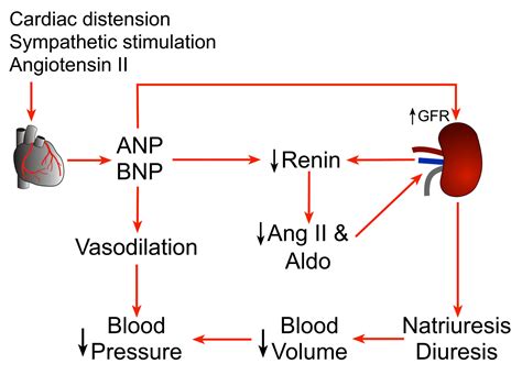 Medicine In Brief: Bainbridge Reflex and Renal Sympathetic Tone