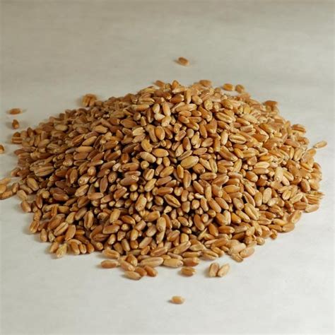 Organic Whole Hard Red Winter Wheat Berries // Central Milling ...