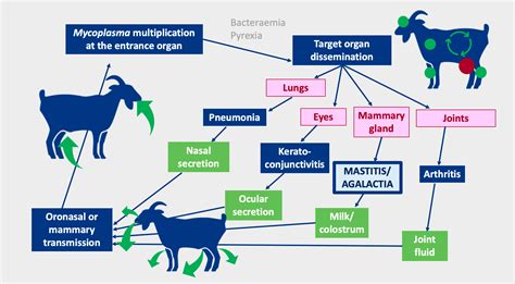 Contagious agalactia: characteristics of the disease