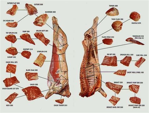 Alafis International Pty Ltd -Beef -Carcass Diagram