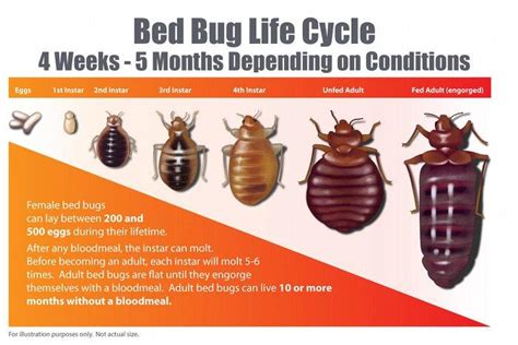 How Long Do Bed Bugs Live? - Bed Bug Guide